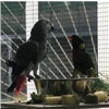 Красноярский «Роев ручей» показал ссору попугаев из-за еды (видео)