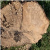 «Больно смотреть»: красноярцы возмутились массовой вырубкой деревьев на Татышеве (видео)