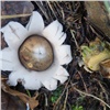 На юге Красноярского края обнаружили редкие «космические» грибы