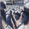 В Красноярском крае шесть осетров привели рыбаков под уголовное дело. Ущерб оценили в миллион рублей (видео)