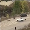 Красноярец на «Ниве» пытался разогнать стаю бродячих псов в Солнечном (видео)