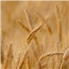 В Красноярском крае убрали почти 70 % зерна. Это больше показателей прошлого года