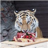 Амурского тигра в Красноярске накормили мясным тортом