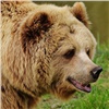 Троих красноярских туристов на «Столбах» медведь загнал на скалу