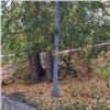 В Красноярских школах и садиках избавятся от старых деревьев