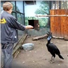 Ворона Булю из красноярского зоопарка покормили мясом перед камерой. Он любит делиться едой с людьми (видео)