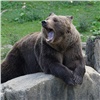 В Забайкалье медведь растерзал 50-летнюю женщину