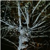«Ночь спасения енота»: в Красноярске общественники и сотрудники МЧС полночи пытались снять дикого зверька с дерева (видео)