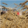 В крае намолочено более двух миллионов тонн зерна