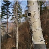 Две незаконные вырубки деревьев в лесничествах Красноярского края закончились уголовными делами