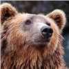 В машине у жителя Красноярского края нашли тушу медведя 