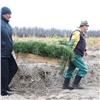 В Красноярском крае за сентябрь высадили более 83 тысяч деревьев