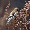 На юг Красноярского края на зимовку прилетели крошечные певчие птицы