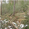 В Красноярском крае уже судимый бизнесмен вырубил лес на 3,7 млн