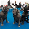 Более 300 собак и 90 пород увидят красноярцы на крупнейшей в Сибири выставке