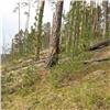 В Красноярском крае «перепутали» березы и сосны. За вырубку ценных деревьев осудят не исправившего ошибку лесника 