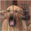 Следователи обвиняют в халатности красноярских отловщиков собак после случая с изувеченным ребёнком