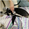 Красноярский пингвин с неврологическими приступами уехал на обследование