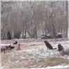 «Смотреть страшно»: в красноярских Шинниках пешеходную дорожку к школе оккупировала стая собак (видео)