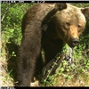 В заповеднике на юге Красноярского края медведи все еще не залегли в спячку (видео)