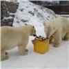 В красноярском парке флоры и фауны белым медведям подарили торт из мяса и фруктов
