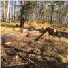 Двое мужчин вырубили лес под Красноярском и рискуют получить внушительный срок