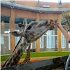 В красноярском зоопарке опять умер жираф