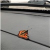 Красноярец среди зимы обнаружил в машине проснувшуюся бабочку-крапивницу
