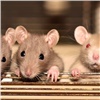 Крысы в Красноярске пользуются спросом