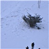 «Поймали с пилой и деревом»: краснорец спилил молодую елку на Волочаевской