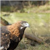 Красноярцы за городом обнаружили подстреленного краснокнижного орла с застрявшей дробью. Его передали в «Роев ручей»