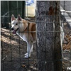 «Рядом была стая собак»: на Мичурина в Красноярске нашли тело загрызенной женщины
