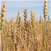 «Красноярское зерно стало брендом территории»: краевые аграрии, чиновники и бизнесмены обсудили новую посевную кампанию