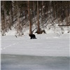 В Центральносибирском заповеднике инспекторы сфотографировали трапезу медведя. Он загнал лося в полынью и съел 