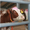 «18 кг молока с одной коровы»: краевые животноводы установили рекорд по среднесуточному надою