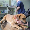Мэрия: красноярцы смогут сэкономить на стерилизации собак