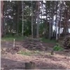 В рекреационной зоне Октябрьского района Красноярска вырубают деревья под строительство (видео)