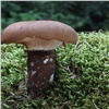 Красноярцев предупредили об опасном отравлении грибами