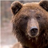 В Красноярском крае разрешили отстрелить почти 2 тысячи бурых медведей