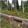 На юге Красноярского края вновь незаконно вырубили лес