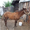 Житель Канска украл трех коней: вычислили через неделю 