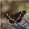 Красноярцам показали фотоснимок самой изменчивой бабочки региона