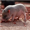 Животные свинокомплекса «АгроЭлита» отправились на карантин 