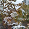 После аномального тепла в Красноярск придет промозглая погода с заморозками 