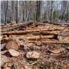 В Красноярском крае «черный лесоруб» спилил деревьев на 5,5 миллионов рублей
