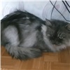 В Зеленогорске кошку выкинули с балкона 5 этажа. Животное приютили в полиции (видео)