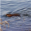 В красноярском нацпарке подсмотрели за «тайной» жизнью ондатры 