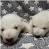 Зоологи показали потомство знаменитого красноярского белого медведя Седова (видео)
