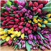 «Большое переселение луковичных»: красноярские теплицы высадили новые тюльпаны к «романтичным» праздникам