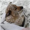 «Вмерзла в снег за четыре дня»: красноярские волонтеры спасли сбитую поездом собаку